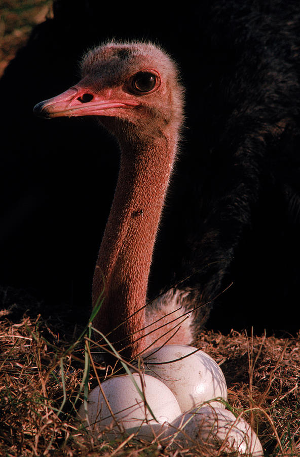 ostrich egg in nest
