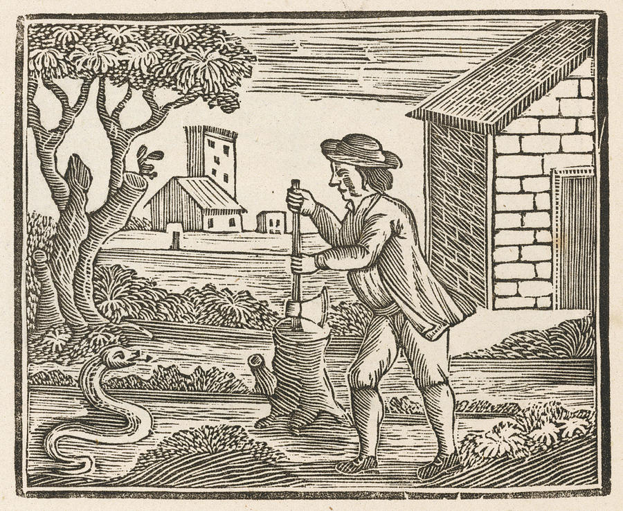 A Man Meets A Snake, And Takes His Axe Drawing by Mary Evans Picture ...
