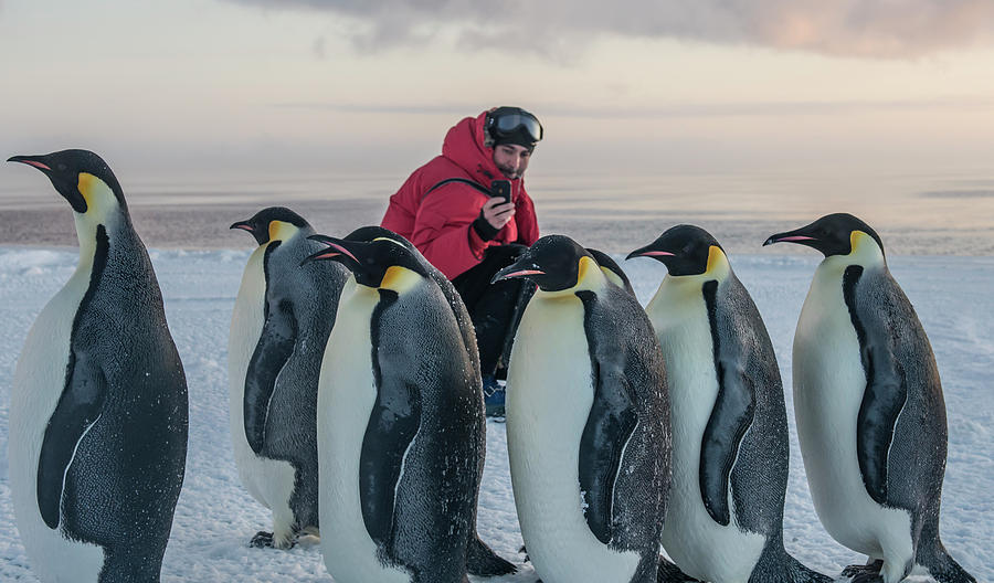 A Man Takes A Picture Of Penguins Photograph by Alasdair Turner | Pixels