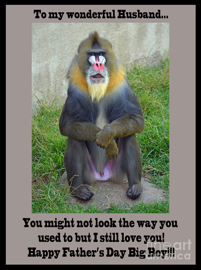 A Mandrill Whos Not Very Shy About His Privacy Fathers Day Version Photograph by Jim Fitzpatrick