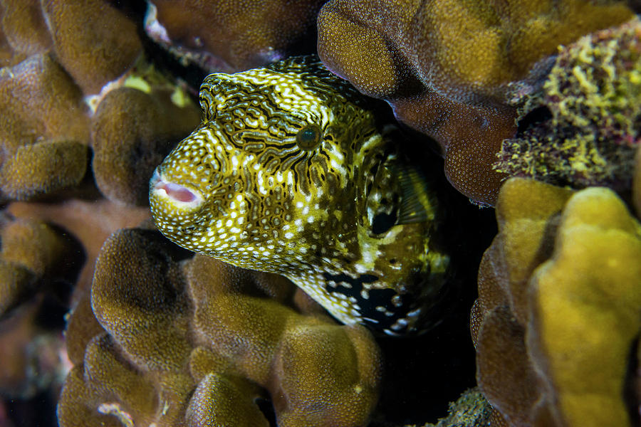 A Map Puffer Blends With Coral At Dusk Photograph by Jennifor Idol ...