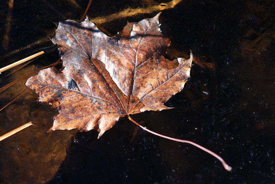 A Maple Leaf Frozen In Time Photograph by Janice Adomeit