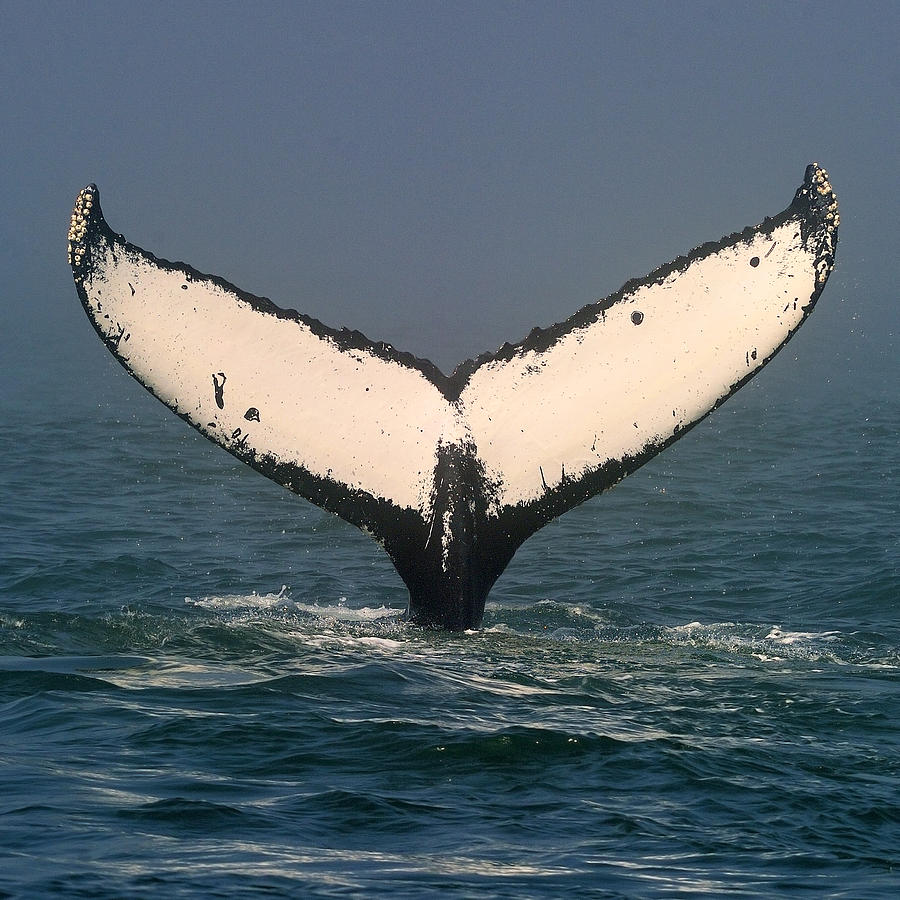 A Mariners Tail Photograph by Tony Beck