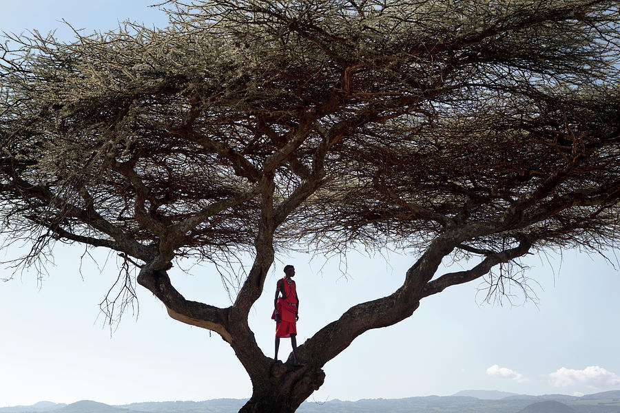 Landscape Photograph - A Masaai Warrior Stands In A Tree by Ryan Heffernan