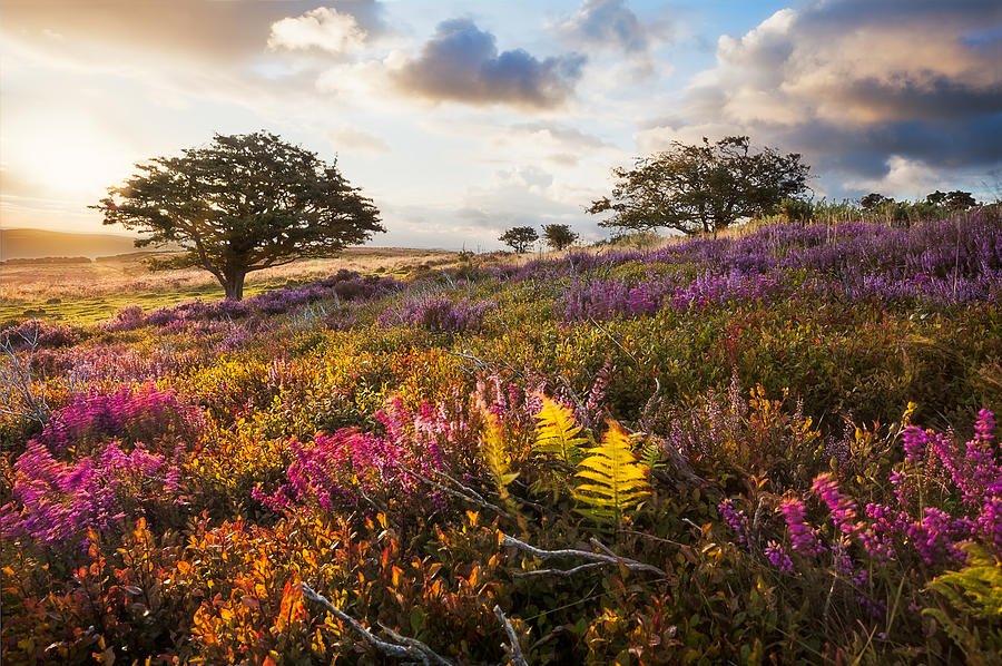 A meadow in Exmoor, England at sunrise. Photograph by Steve Mahy