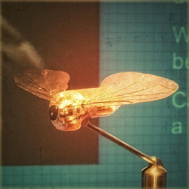 Insects Photograph - A #mechanical #fly From A #birmingham by Linandara Linandara