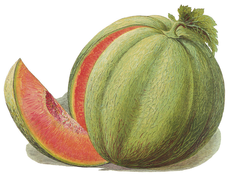 A Melon With A Slice Cut Out Drawing by Mary Evans Picture Library