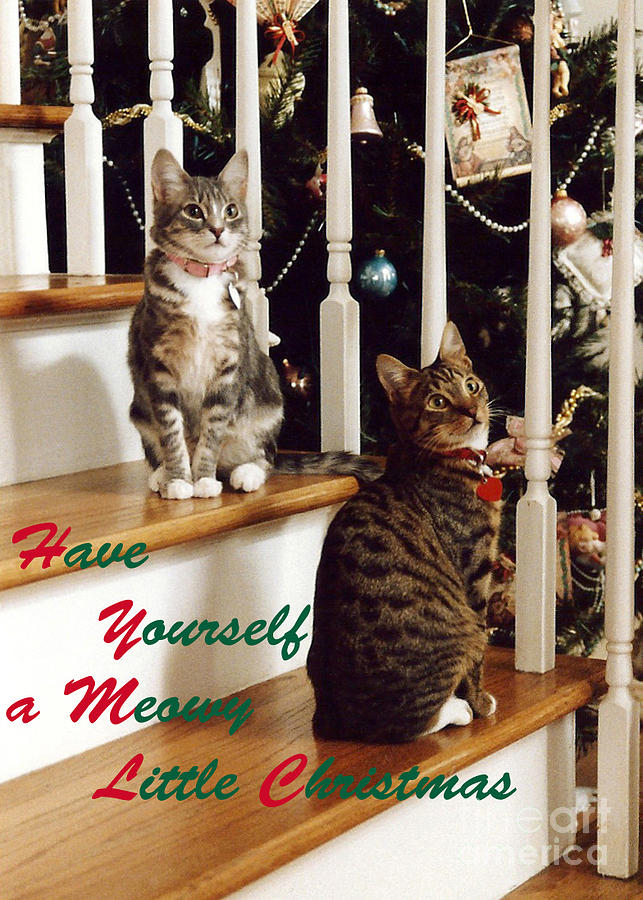 A Meowy Little Christmas Photograph by John Greco