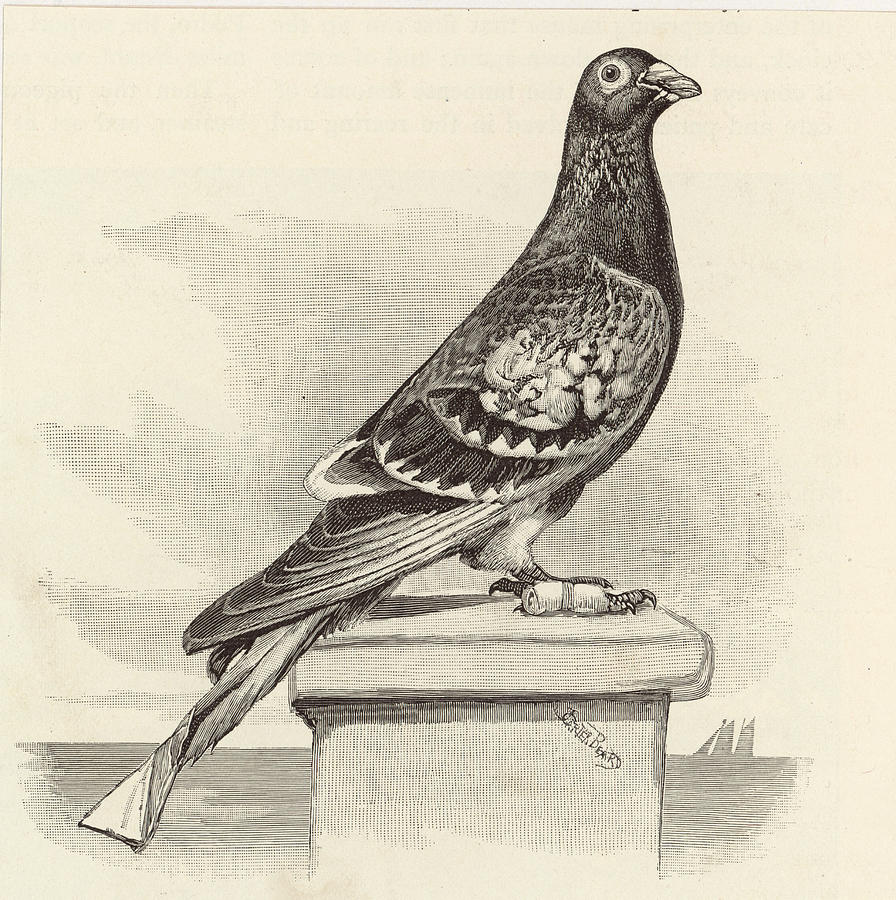 Tabrez Arts - कबूतर | Drawing Of A Pigeon | Pencil Sketch | Animal Drawing  Tutorial [Tabrez Arts] YouTube :- Tabrez Arts... http://b8vjr.1jl.info/ # pigeon #tabrez_arts #tabrez_artist #tabrez_design #tabrez_pigeon  #pigeon_drawing #pigeon_sketch ...