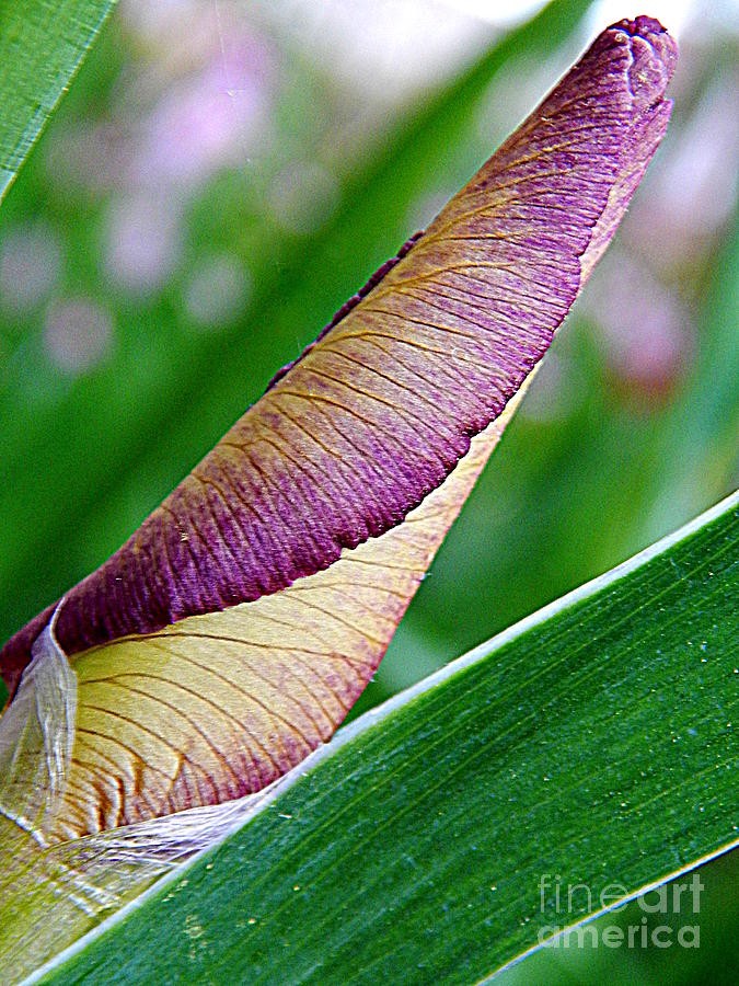 Iris Metamorphosis Of Spring Equinox In New Orleans Louisiana Photograph