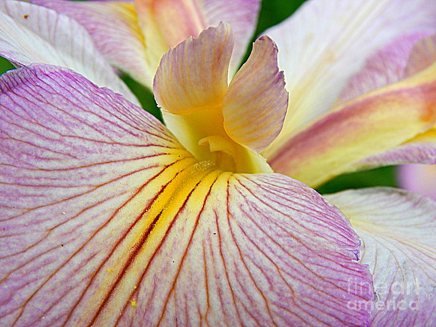 Iris  Metamorphosis Of The Iris Spring Equinox  Photograph by Michael Hoard