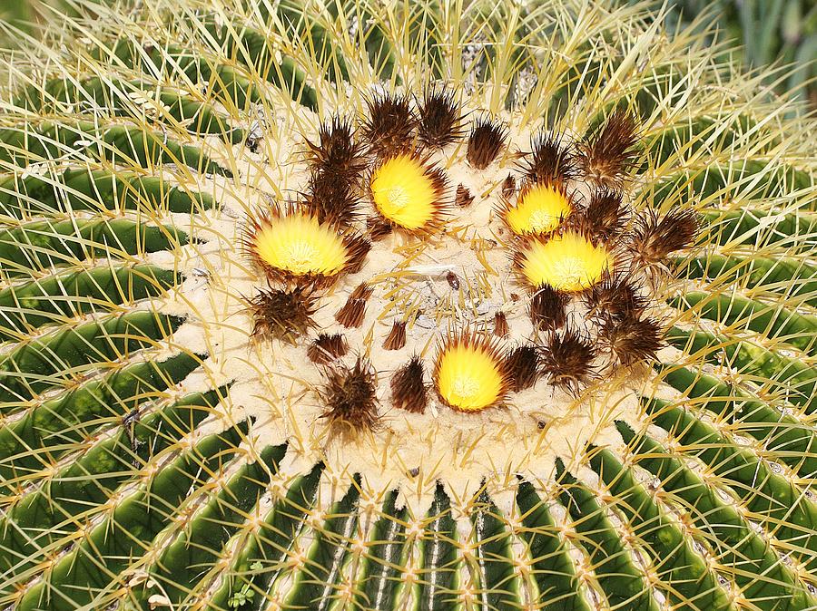 A Mexican Golden Barrel Cactus With Blossoms Photograph by Tom Janca