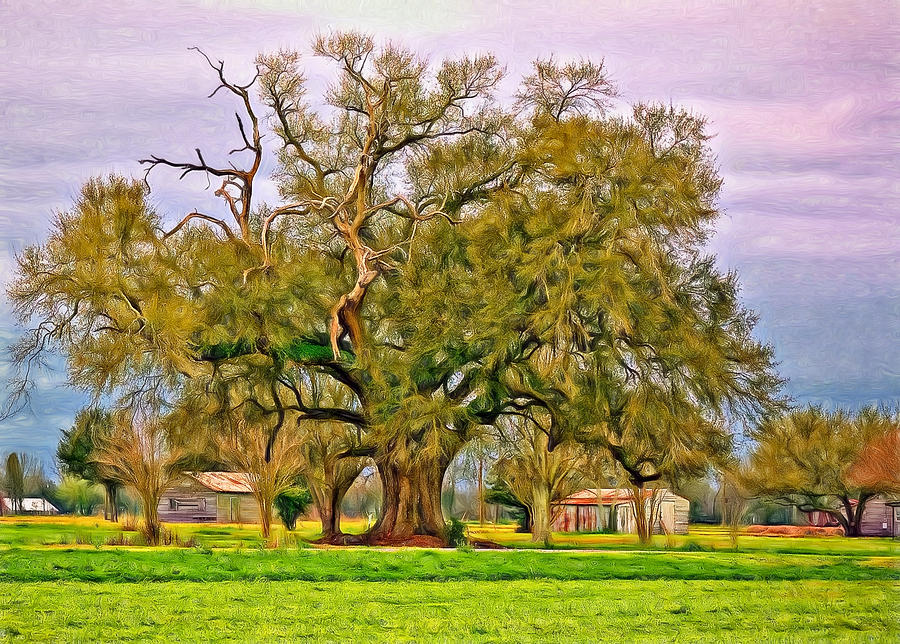 New Orleans Photograph - A Mighty Oak - Paint by Steve Harrington