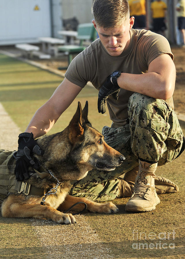 A Military Working Dog Handler, Pets Photograph by