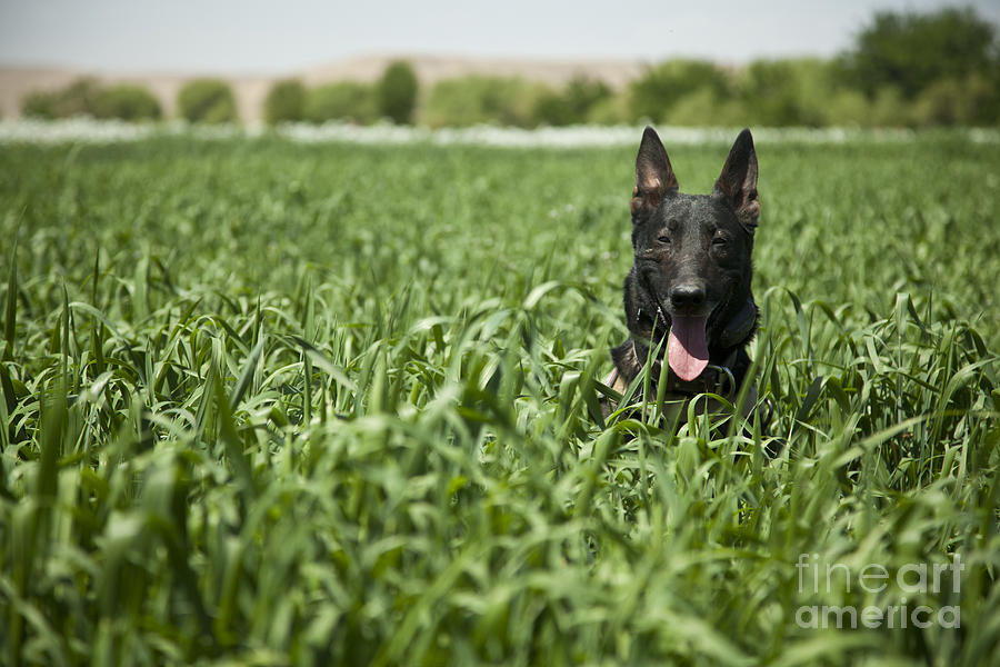 A Military Working Dog Sits In A Field Photograph by Stocktrek Images
