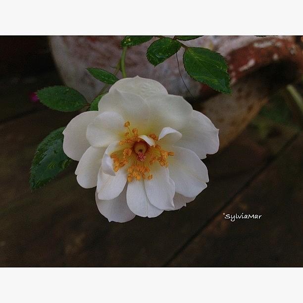 A Mini Rose In My Garden After Years Of Photograph by Sylvia Martinez