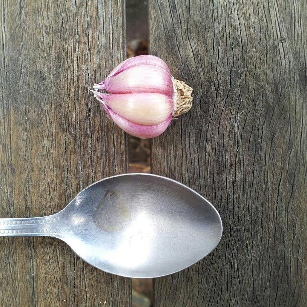 Cute Photograph - A Miniature Bulb Of Garlic From My by Ben Reeson