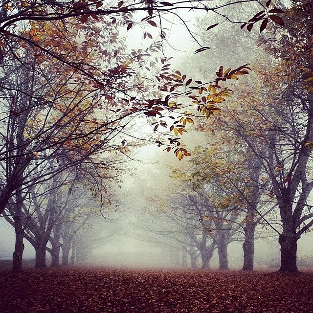 A Misty Autumn Photograph by Georgia Clare