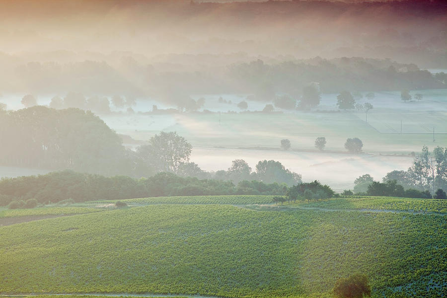 A Misty Dawn On The Vineyards Photograph by Julian Elliott Photography