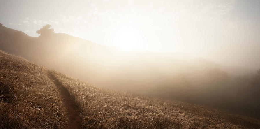 A Misty Sunrise On A Grassy Trail Photograph by Justin Lewis