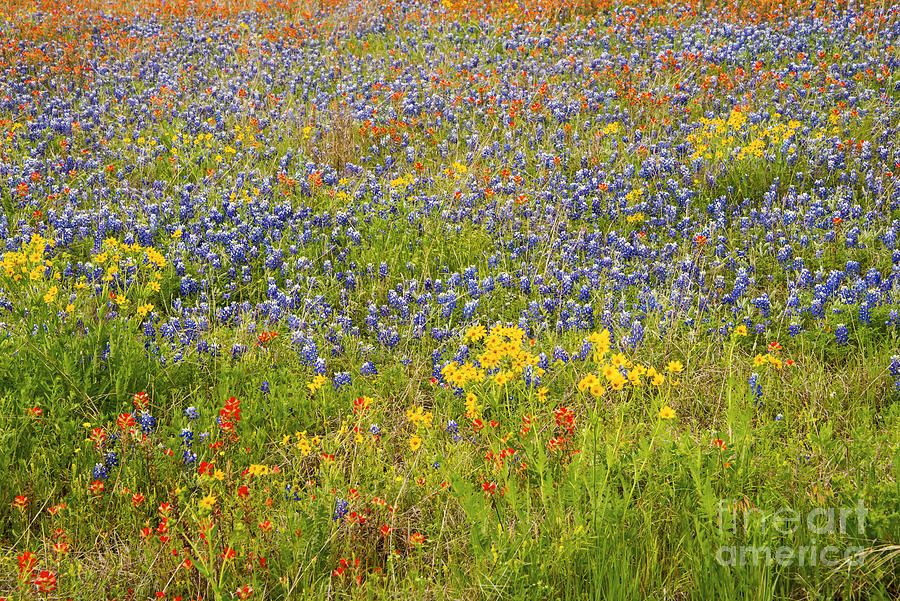 Flower Photograph - A Mix of Texas Wildflower Color by Bob Phillips