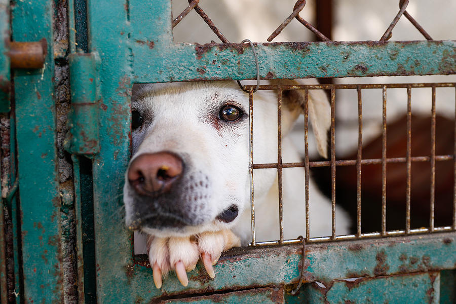 A mixed-breed dog looking sad behind a fence in a dog shelter in Mexico City Photograph by Sergio Mendoza Hochmann
