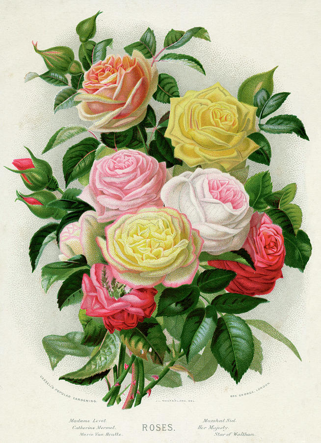 A Mixed Bunch Of Roses Drawing by Mary Evans Picture Library