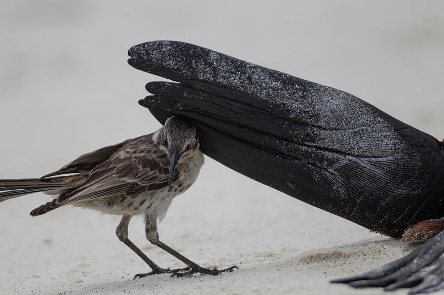 Nature Photograph - A Mockingbird Is Pushed Away by Peter Essick