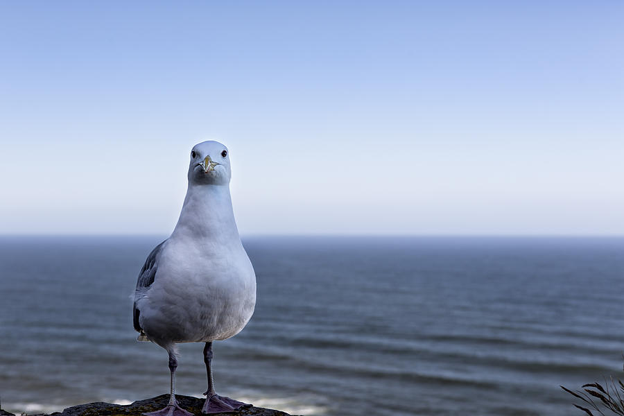 A Model Gull Photograph by Belinda Greb