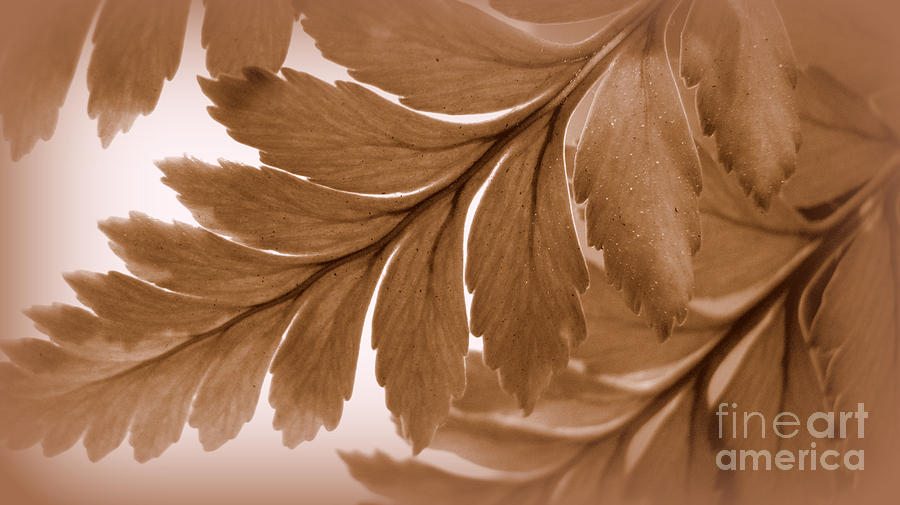 Fern Photograph - A Moment In Time by C Ray  Roth