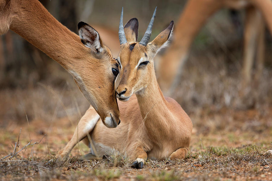 Wildlife Photograph - A Moment Of Love by Mario Moreno