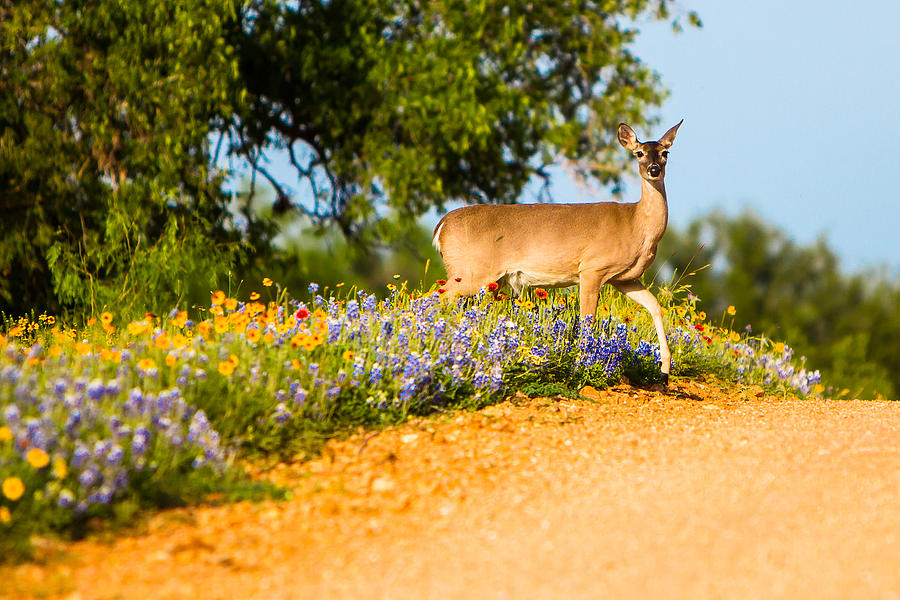 Deer Photograph - A Moment with a Wildflower Deer by Ellie Teramoto