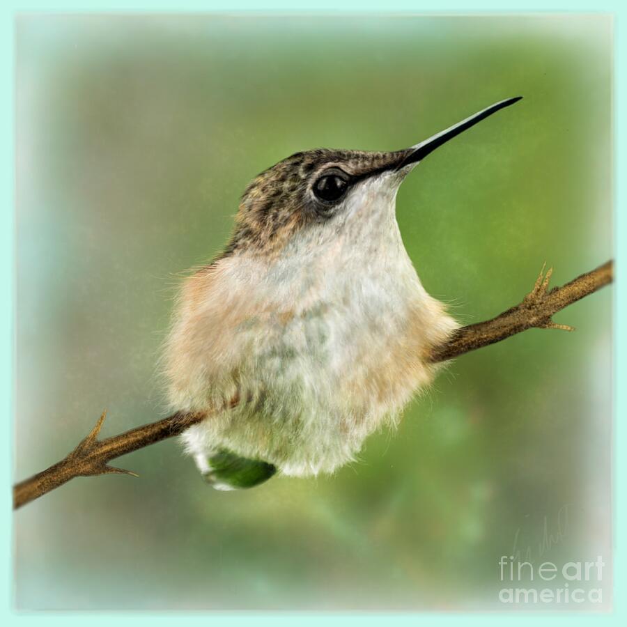 Hummingbird Digital Art - A Moments Pause by Mary Eichert