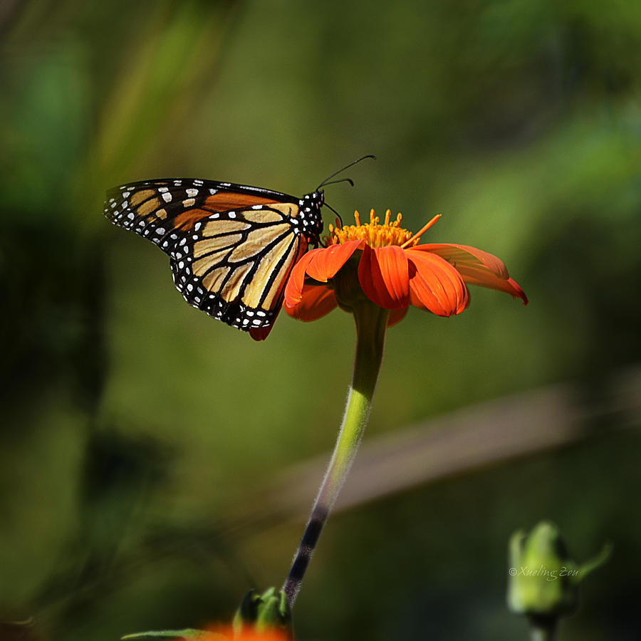 A Monarch Butterfly 1 Photograph by Xueling Zou