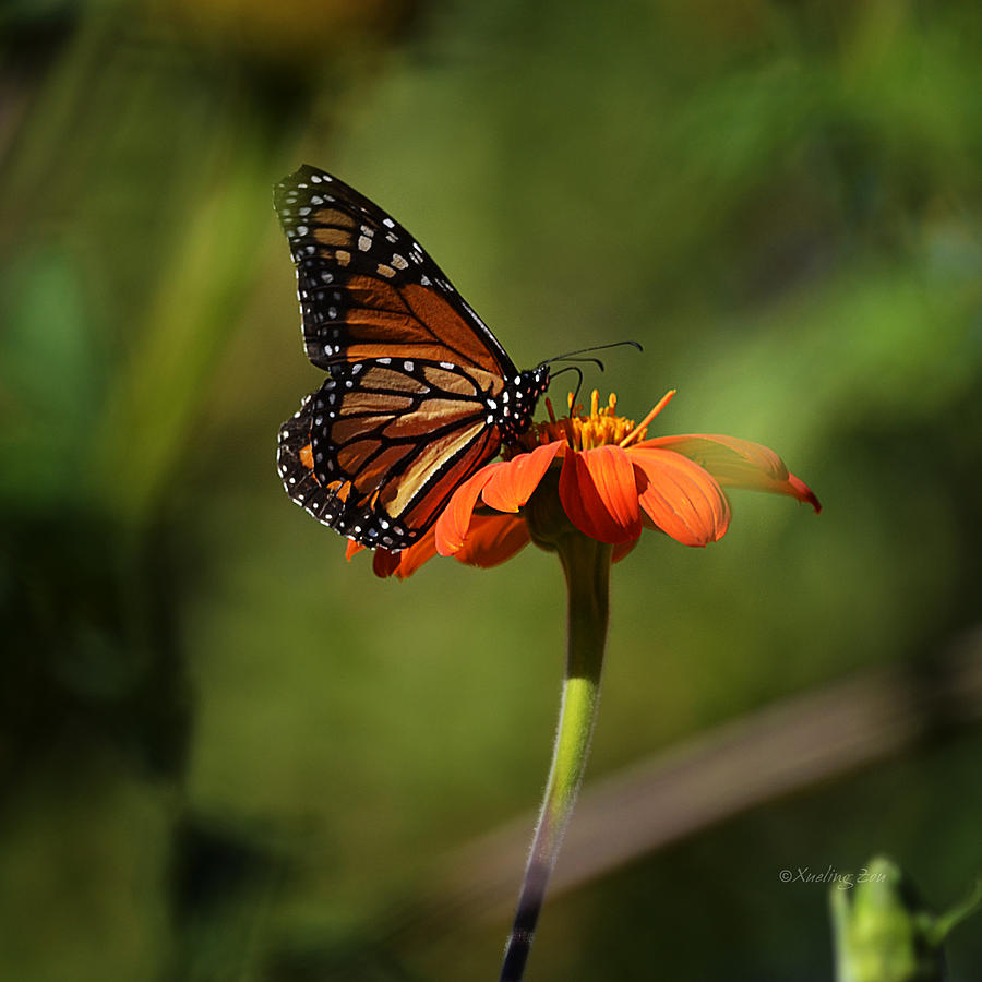 A Monarch Butterfly 2 Photograph by Xueling Zou