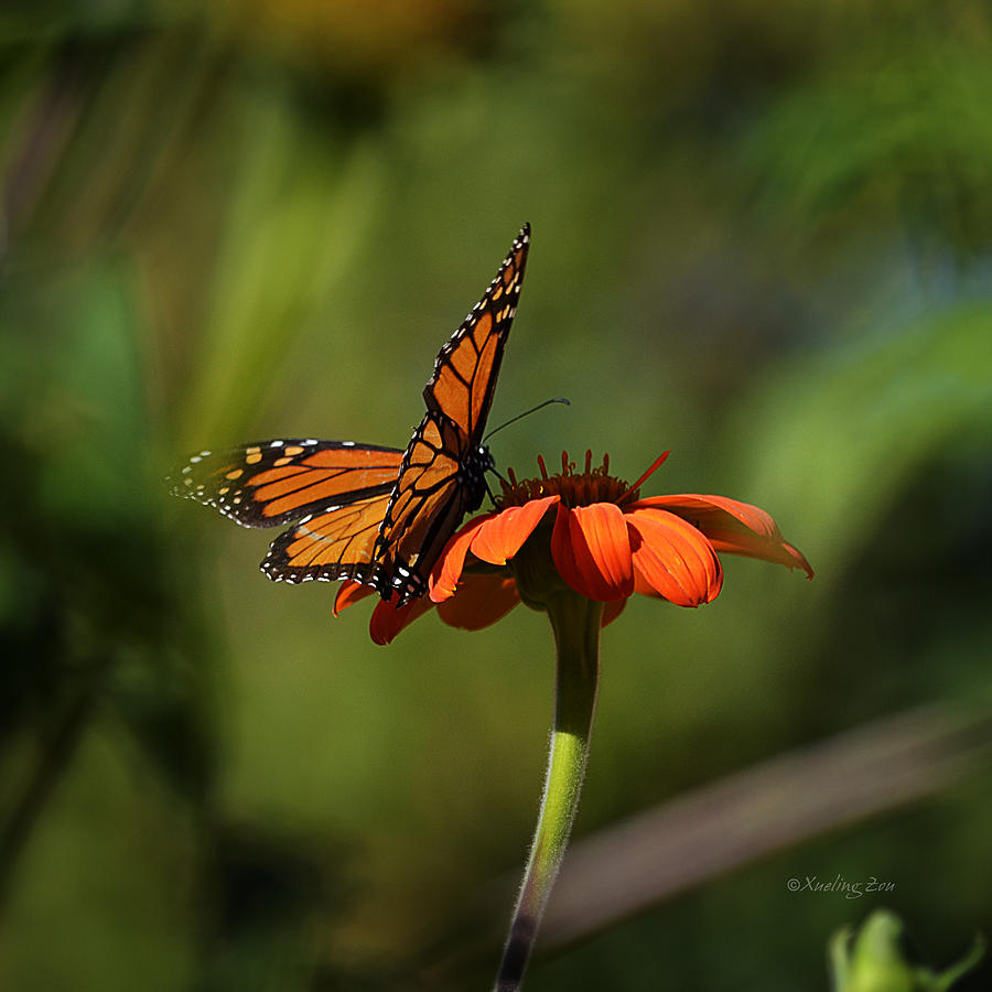 Butterfly Photograph - A Monarch Butterfly 4 by Xueling Zou