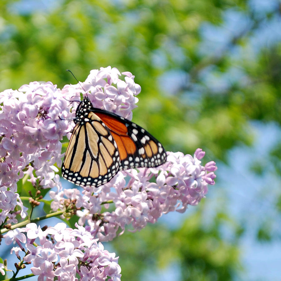 a-monarch-butterfly-on-lilacs-jenny-vajda.jpg