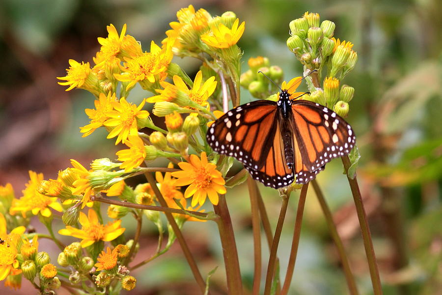 A Monarch Butterfly Photograph by Robert McKinstry