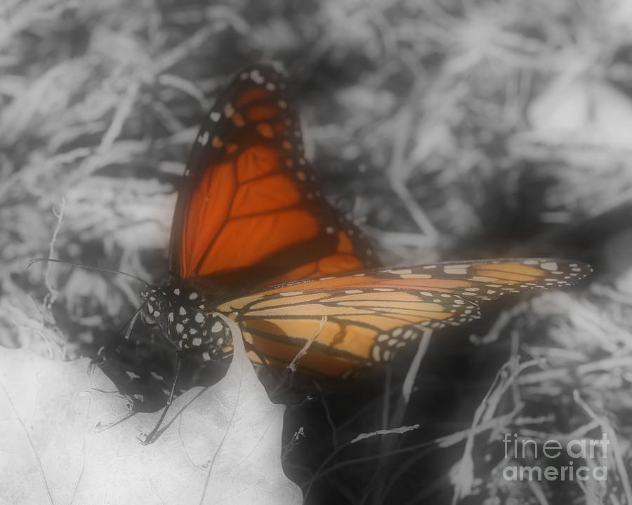 A Monarch Butterfly Photograph by Smilin Eyes Treasures