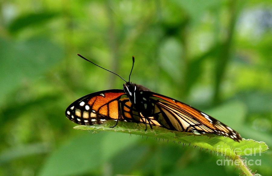 Butterfly Photograph - A Monarch View by Neal Eslinger