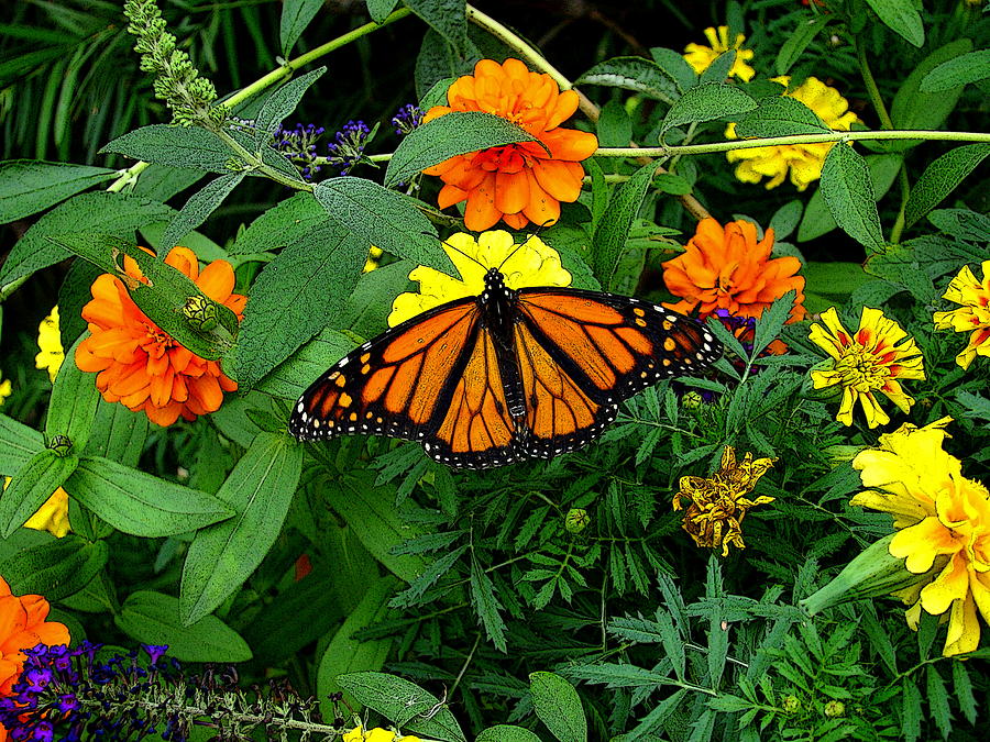 A Monarchs Colors Photograph by Rodney Lee Williams