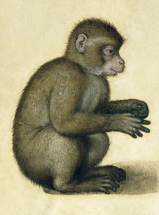 A Monkey Painting by Albrecht Durer