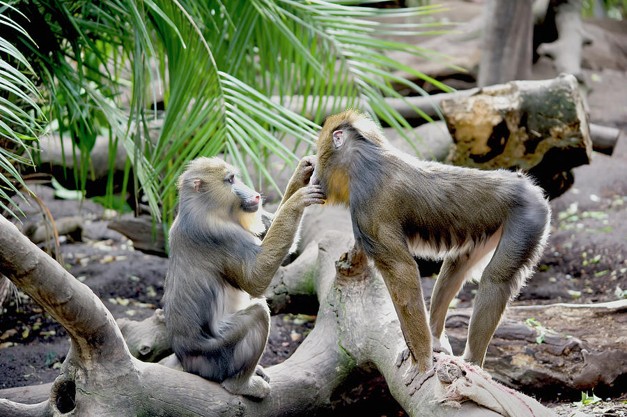 A Monkey Grooming Another Monkey Photograph by Jim Julien / Design Pics