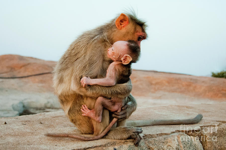 A Monkey Holding Her Newborn Baby Photograph by Linka A Odom