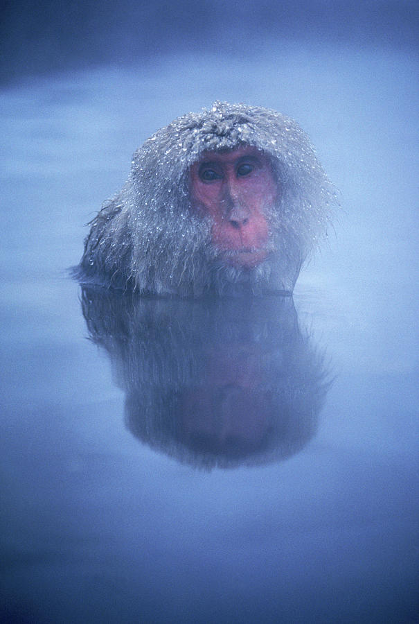 watery Monkey