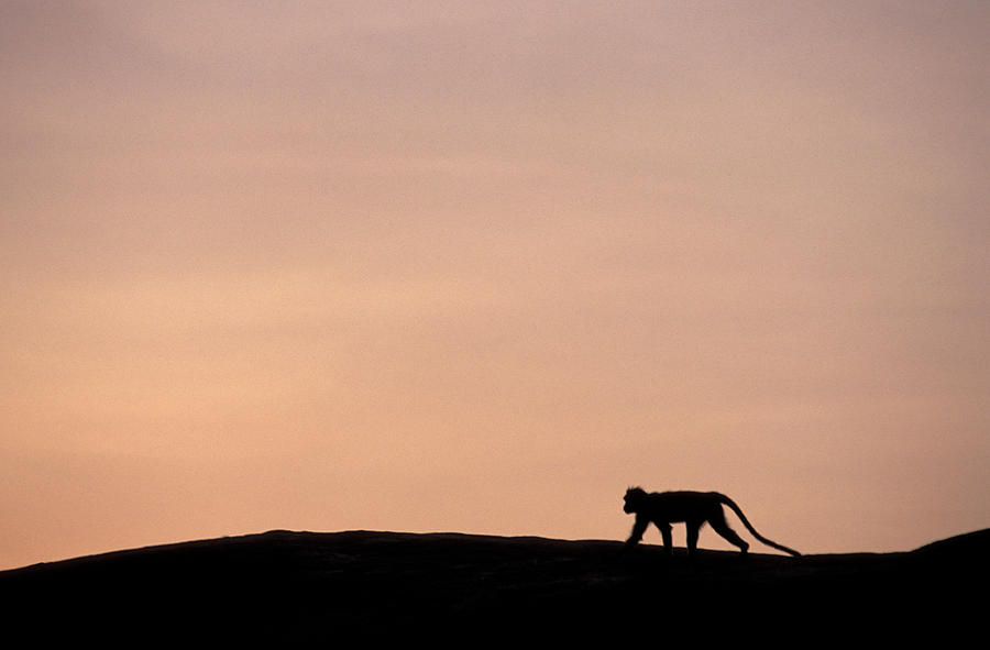 Nature Photograph - A Monkey Walking Against A Sunset by Corey Rich