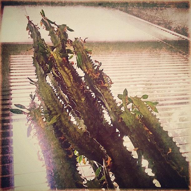 Abstract Photograph - A #monster #cactus... #plant by Linandara Linandara