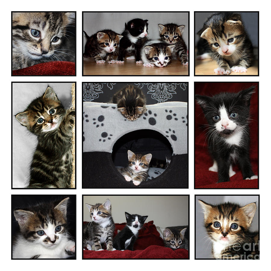 A Montage of Kittens Photograph by Terri Waters