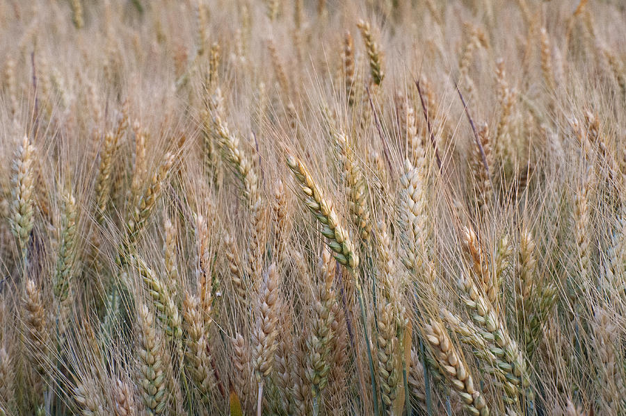a Month til Harvest Photograph by Doug Davidson