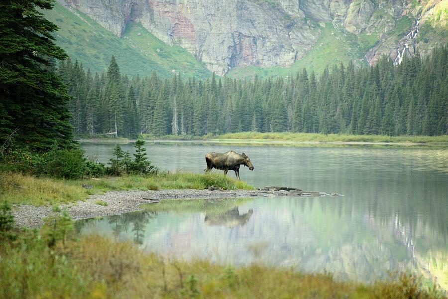 A Moose Morning Photograph by Sandy L. Kirkner